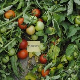 عکس کوچک بذر گوجه فرنگی موناکو خانگی 2