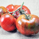 عکس کوچک بذر گوجه فرنگی روسی Paul Rebeson