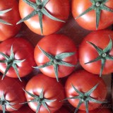عکس کوچک بذر گوجه فرنگی گلخانه ای والنسیا 1000 عددی مشابه دافنیس 3