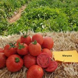 عکس کوچک بذر گوجه فرنگی ماریانا ثمین سابق جایگزین سانسید  6189 2