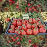 عکس کوچک بذر گوجه فرنگی ماریانا ثمین سابق جایگزین سانسید  6189 3