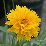 عکس کوچک بذر گل کوریوپسیس اشرفی زرد وانیاسید