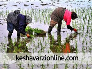 سال ۹۵ سال خوبی برای برنج‌کاران مازندران بود