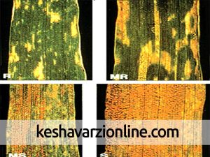 خطر شیوع بیماری های گندم در مزرعه های استان بوشهر