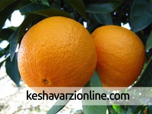 نتیجه بررسی پژوهشکده مرکبات و میوه‌های نیمه‌گرمسیری از کیفیت پرتقال‌های انباری