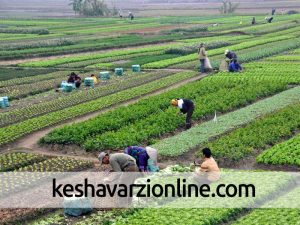 آلودگی شیمیایی ۳۵ درصد از محصولات کشاورزی در کشور