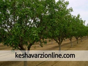 خسارت 157 میلیارد تومانی سرمای بهاره به باغ ها