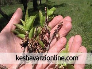 خسارت میلیاردی به باغات و مزارع زنجان