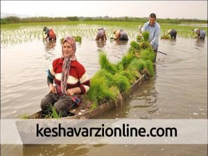 آماده سازی زمین شالی