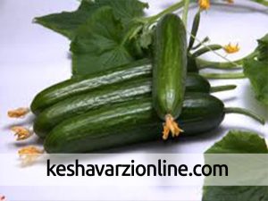 دورریز خیار در اصفهان و فروش خیار ۴هزار تومانی در تهران