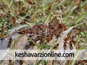 سمپاشی علیه ملخ ها در سطح ۲۰۰ هکتار از اراضی رامسر