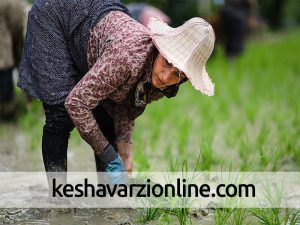 کاهش منابع آب زیرزمینی گنبدکاووس با کشت بی رویه شالی