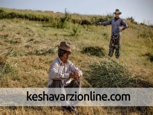 برداشت علوفه از دامنه های سبلان‎