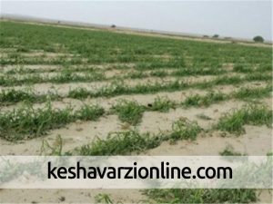 هواپیماهای صهیونیستی زمین های کشاورزی غزه را آلوده می کنند