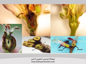 سرمازدگی در مرکبات و راه های جلوگیری از خطر سرمازدگی