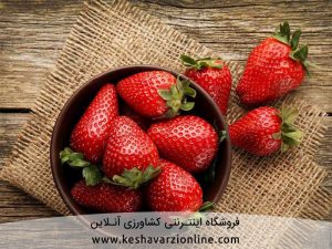 روش کاشت توت فرنگی