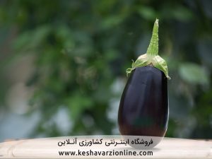 نکات طلایی کاشت و پرورش بادمجان