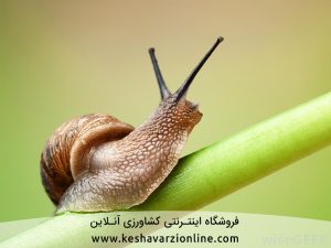 ده روش کلیدی مبارزه با حلزون راب لیسک