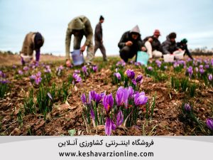 نکات طلایی برداشت زعفران