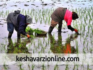 پیام وزیر جهاد کشاورزی به مناسبت روز جهانی زن روستایی