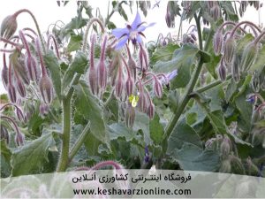 راهنمای کامل کاشت گل گاوزبان