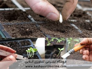 روش تولید نشا صیفی و سبزی