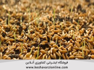 روش صحیح کشت گندم ديم بخش دوم