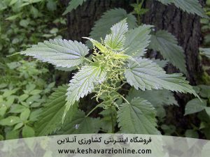 ساخت کود و سم طبیعی با گیاه گزنه