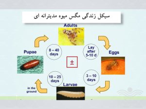 شناسایی آفت مگس مدیترانه ای