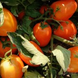 عکس کوچک بذر گوجه فرنگی مارول خانگی