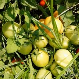 عکس کوچک بذر گوجه فرنگی مارول خانگی 2
