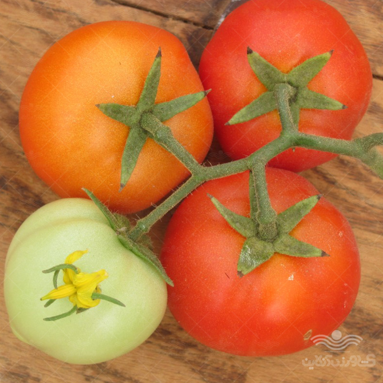 بذر گوجه فرنگی راک خانگی