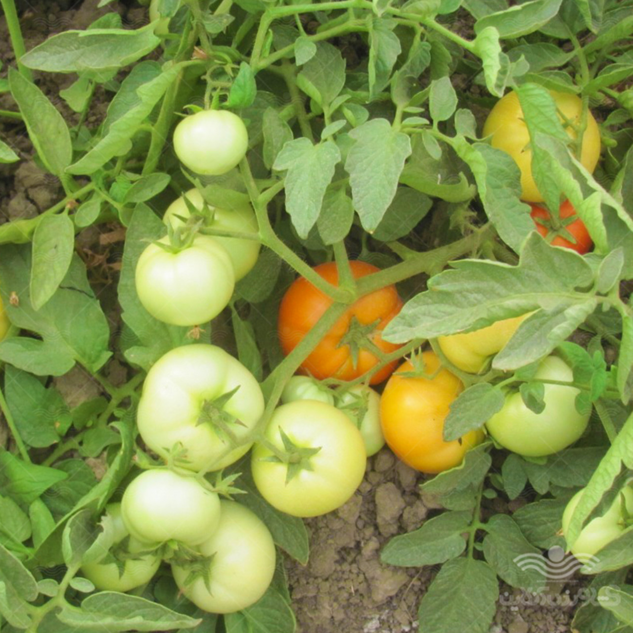 بذر گوجه فرنگی راک خانگی 3