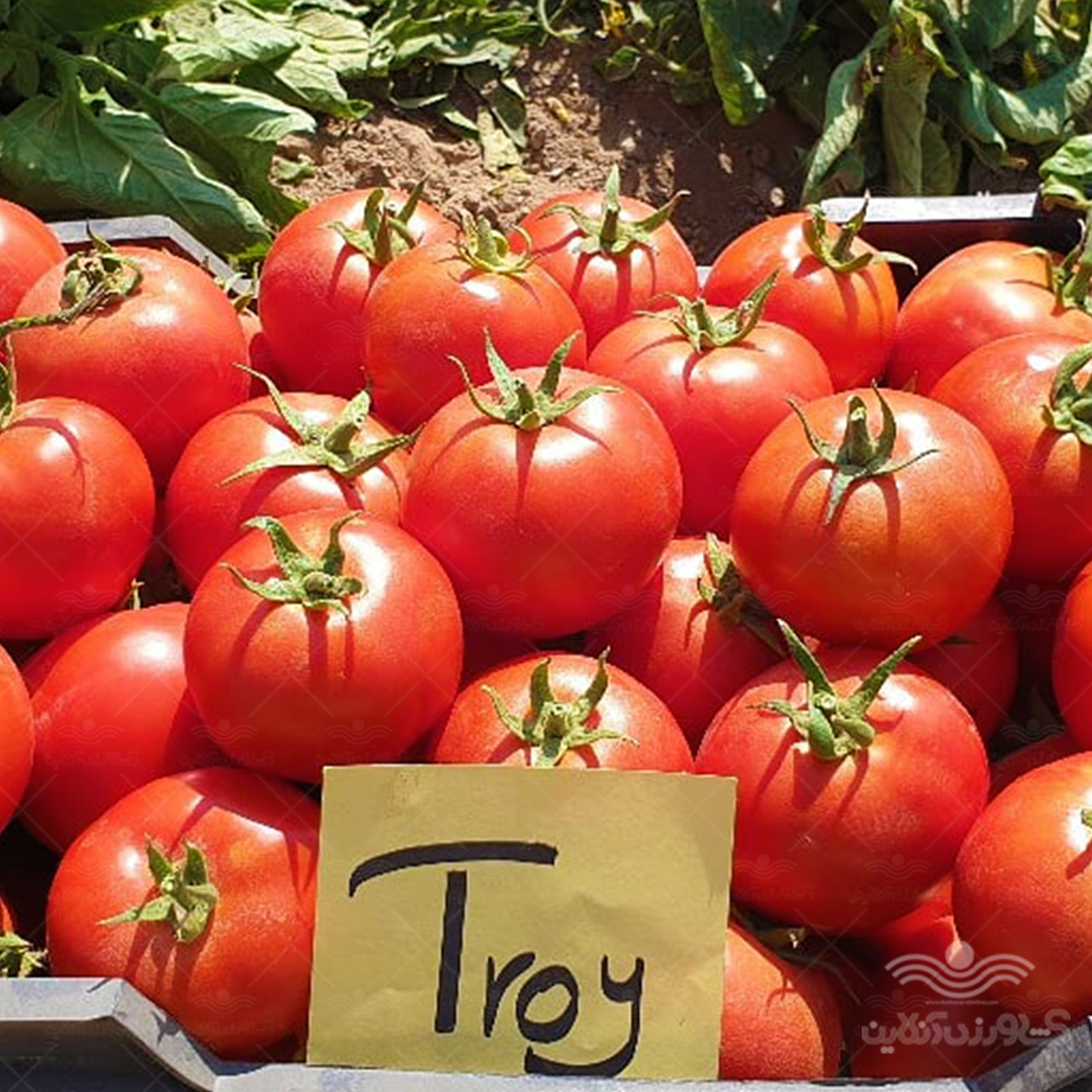 بذر گوجه فرنگی تروی تایلند ویژه صادرات 2