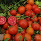 عکس کوچک بذر گوجه فرنگی تروی تایلند ویژه صادرات 3