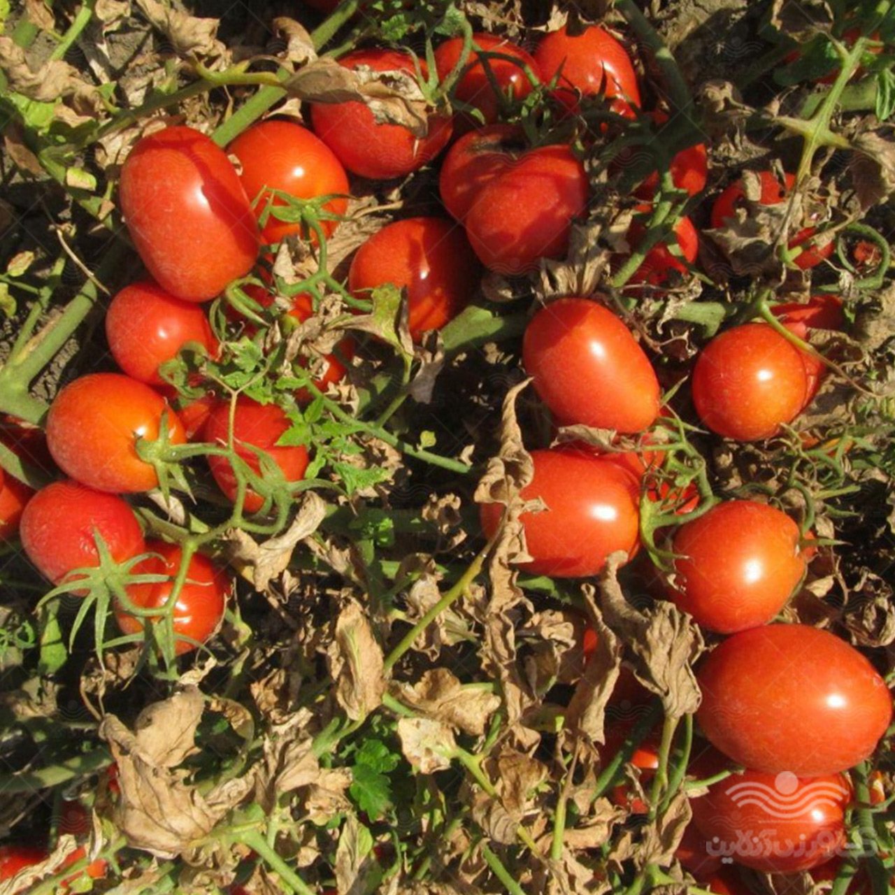 بذر گوجه فرنگی هیبرید تمپلر ایتالیا 5 هزار عددی 3