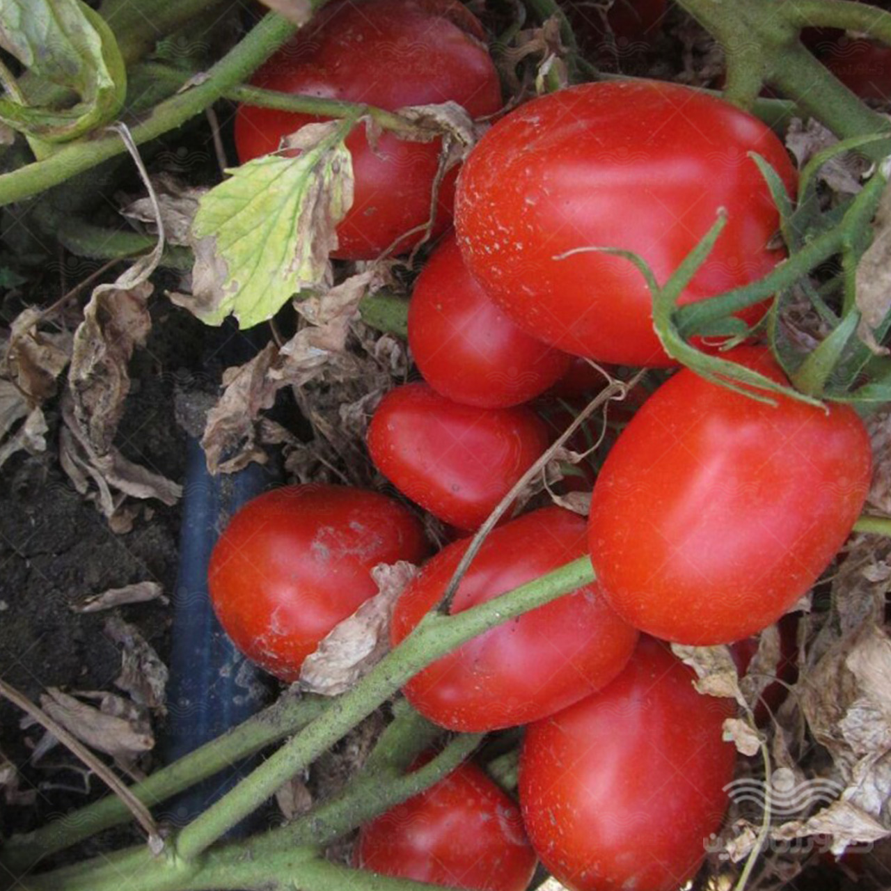 بذر گوجه فرنگی هیبرید تمپلر ایتالیا 5 هزار عددی 4