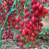 عکس کوچک بذر گوجه فرنگی زیتونی گلخانه ای سانتیاگو کاملا مشابه سانتلا 1