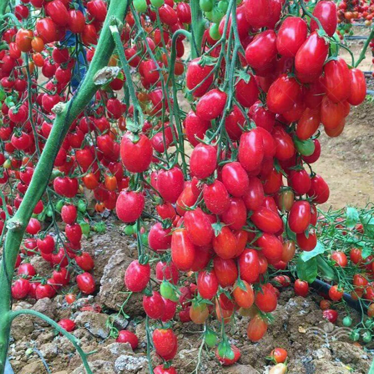 بذر گوجه فرنگی زیتونی گلخانه ای سانتیاگو کاملا مشابه سانتلا 1