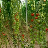 عکس کوچک بذر گوجه فرنگی زیتونی گلخانه ای سانتیاگو کاملا مشابه سانتلا 2