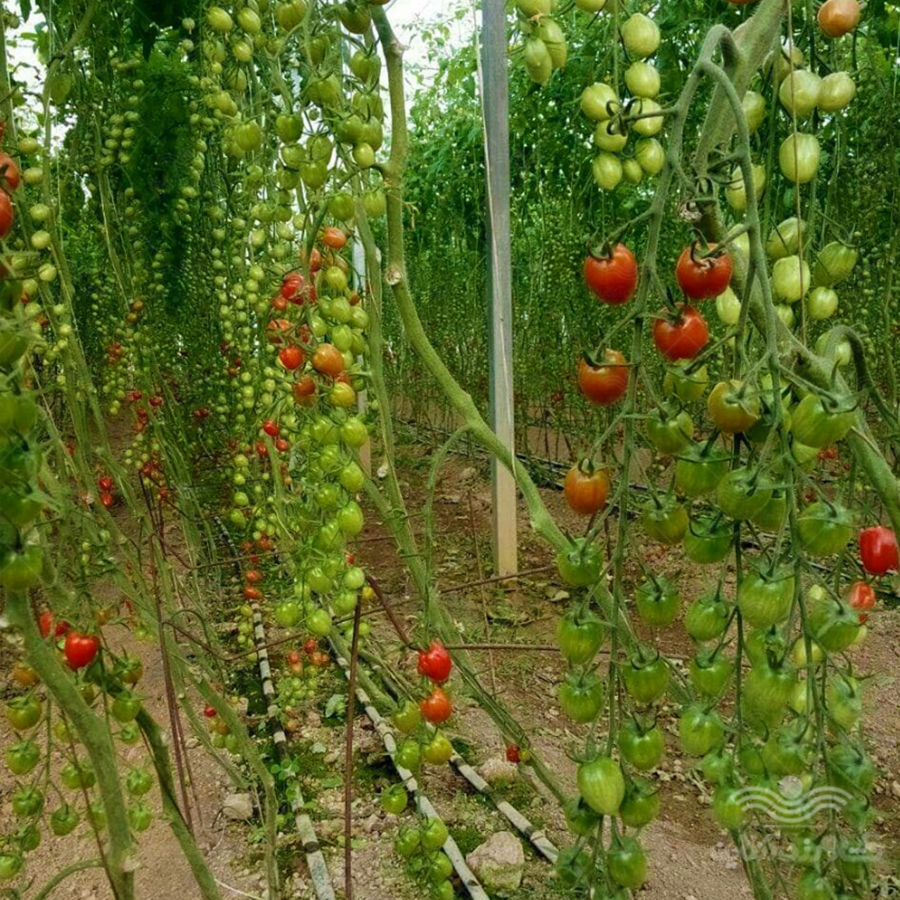 بذر گوجه فرنگی زیتونی گلخانه ای سانتیاگو کاملا مشابه سانتلا 2