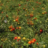 عکس کوچک بذر گوجه فرنگی لئوناردو ایتالیا فوریا سید 2