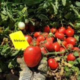 عکس کوچک بذر گوجه پربار بلوکی ملورین هلند 2