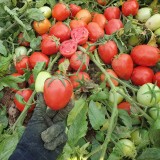 عکس کوچک بذر گوجه فرنگی سفت میلان تایلند 2