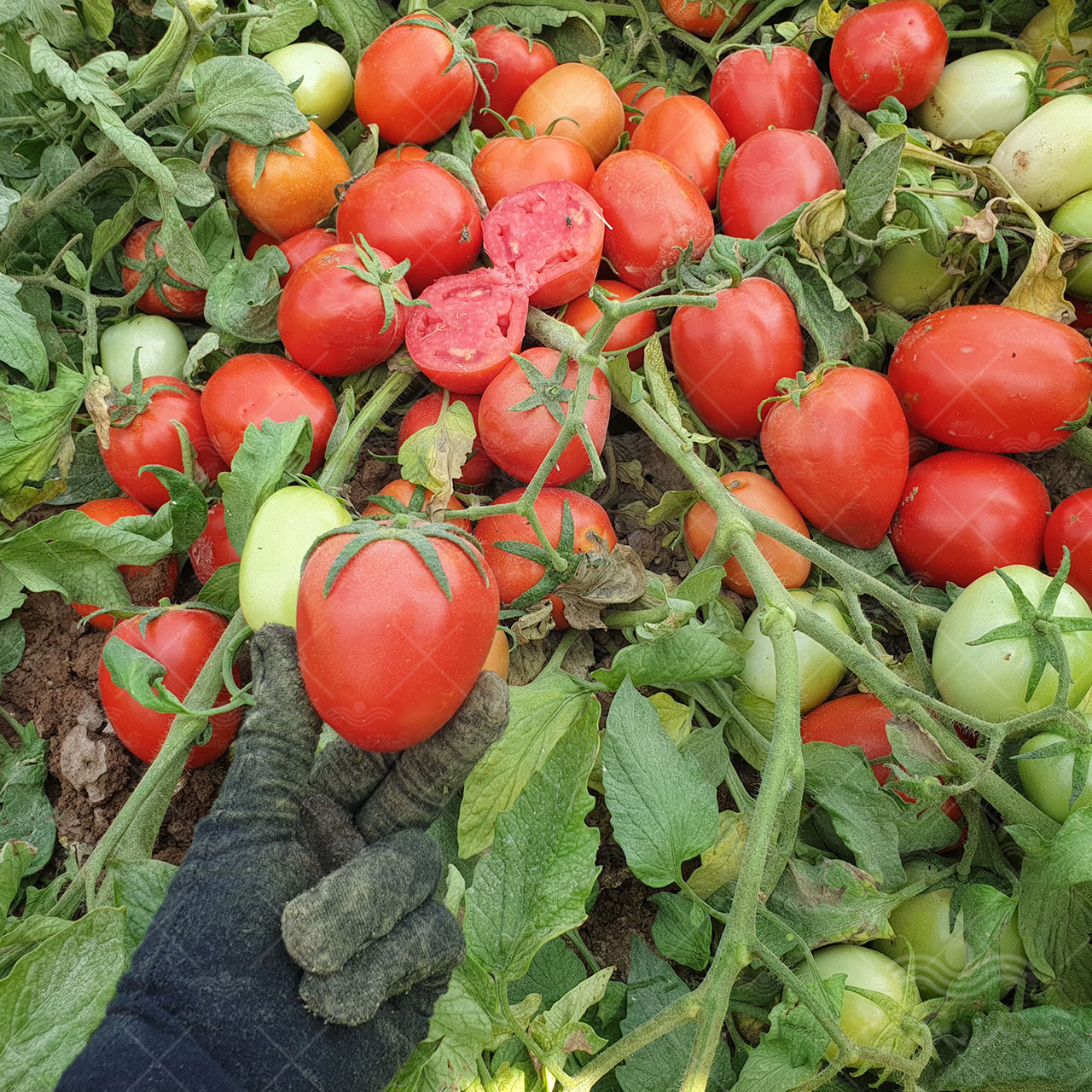 بذر گوجه فرنگی سفت میلان تایلند 2