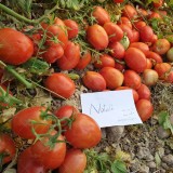 عکس کوچک بذر گوجه فرنگی هیبرید ناتالی اسپانیایی 5000 عددی 3
