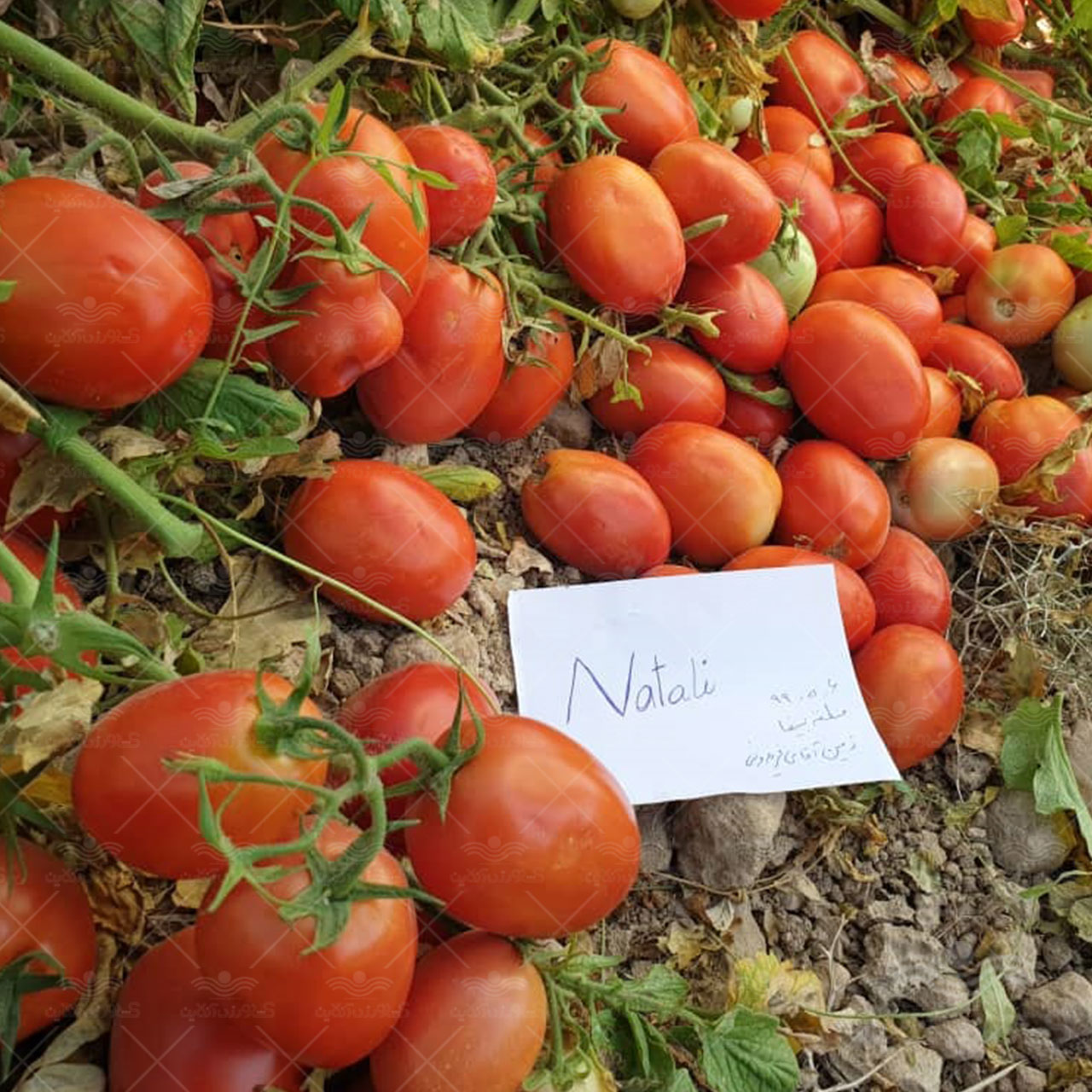 بذر گوجه فرنگی هیبرید ناتالی اسپانیایی 5000 عددی 3
