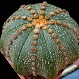 عکس کوچک بذر کاکتوس آستریاس لاین آرئول