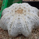 عکس کوچک بذر کاکتوس آستریاس ویتایپ استار شیپ 2