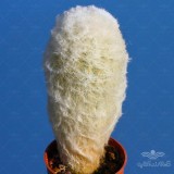 عکس کوچک بذر کاکتوس اسپوستوا نانا